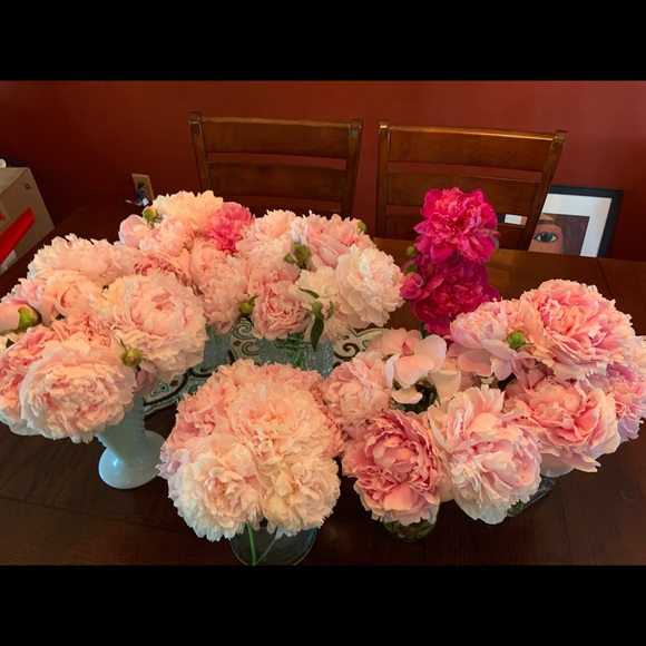 Meet your Posher, Sasha - Picture 3 of 4